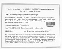 Phaeocollybia jennyae image